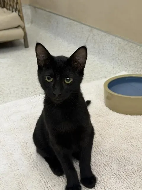 Jack