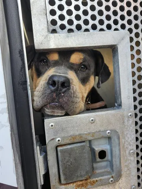 Adoptable Dog