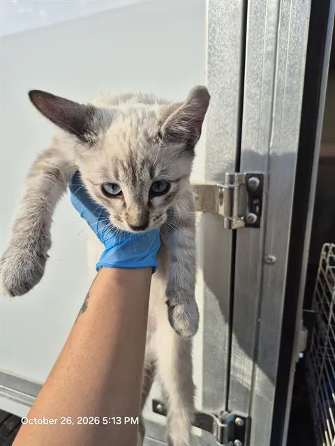 Sebastian