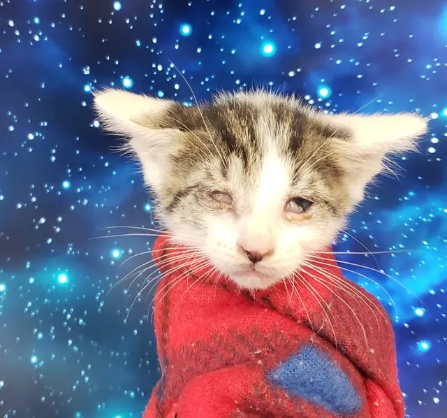 Puss In Boots*