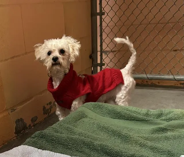 Biscuit
