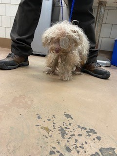 Adoptable Dog