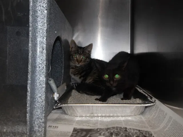 Adoptable Cat