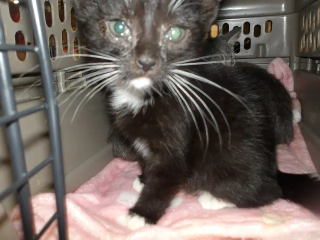 Adoptable Cat