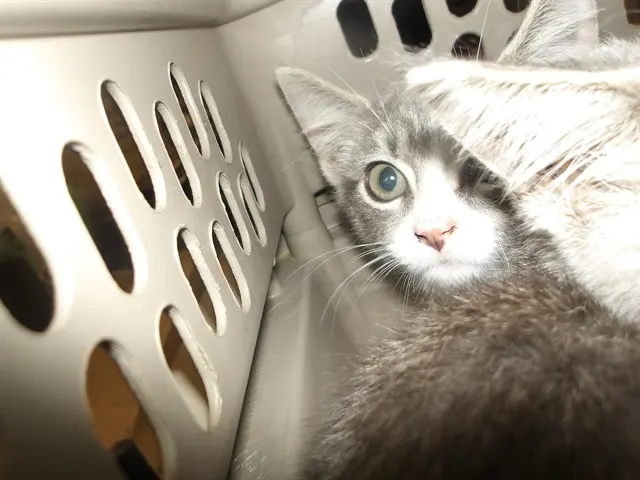 Adoptable Cat