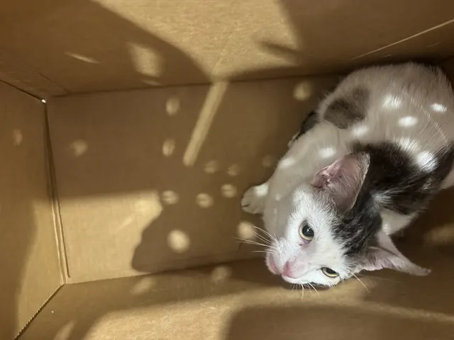 Adoptable Cat