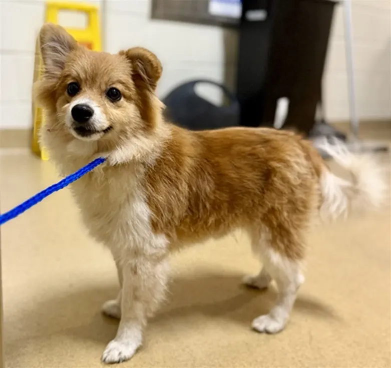 *Swiffer