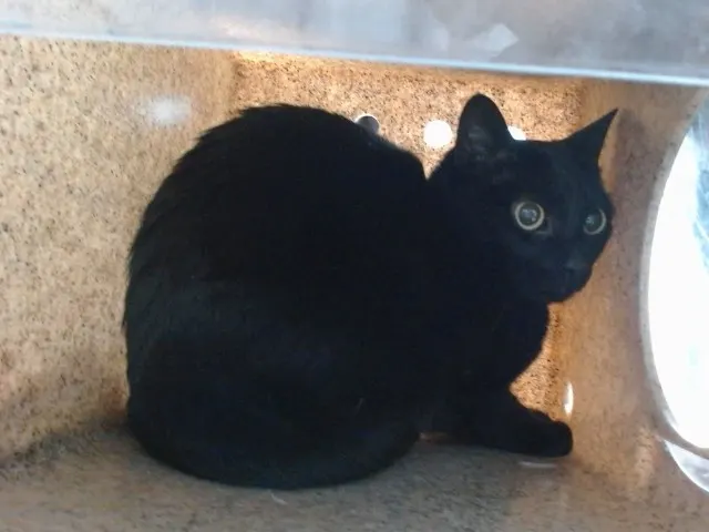 Juno