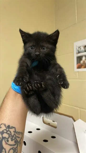 Adoptable Cat