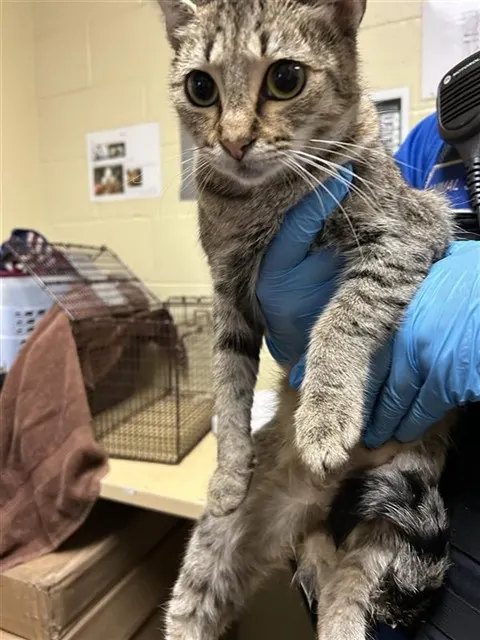 Titi