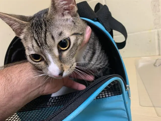 Adoptable Cat