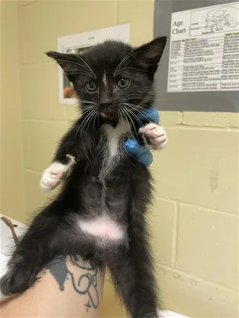 Adoptable Cat