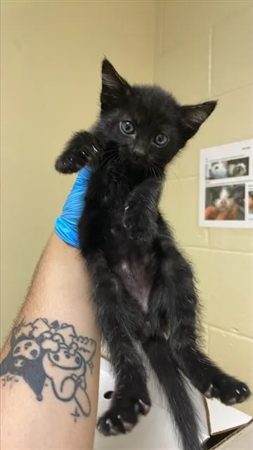 Adoptable Cat