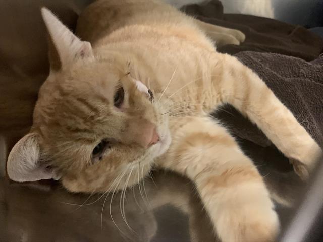 Adoptable Cat
