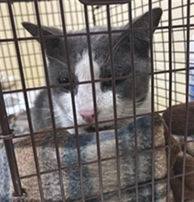 Adoptable Cat