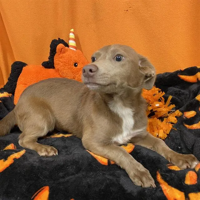 Adoptable Dog