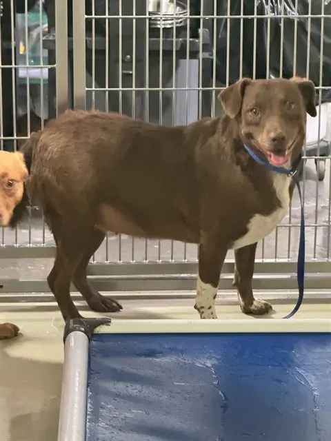 Coco
