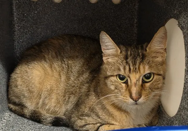 Tnr