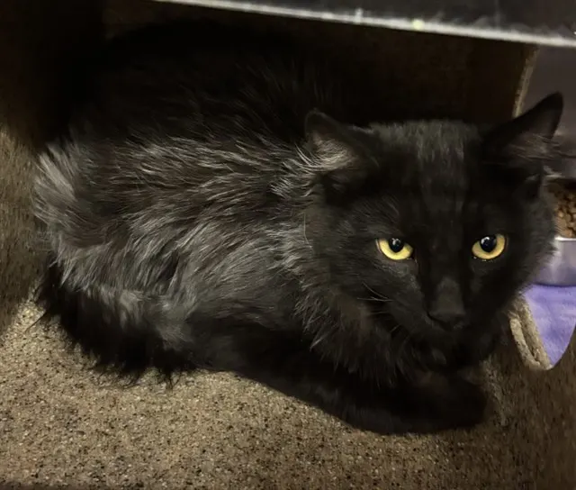 Tnr