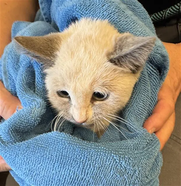 Spittin Kitten