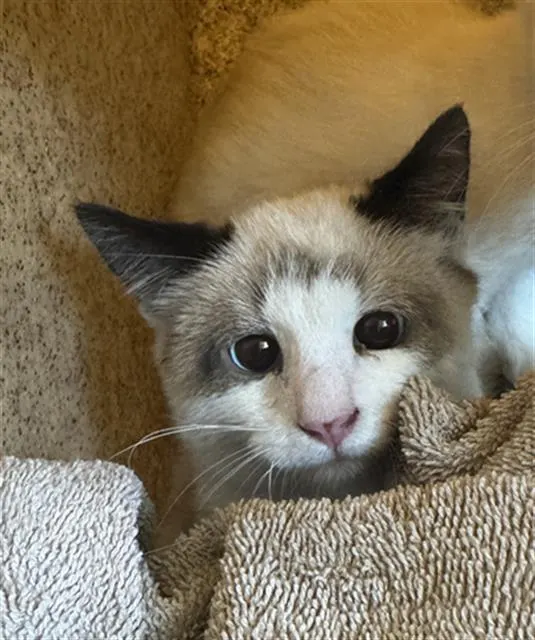 Adoptable Cat