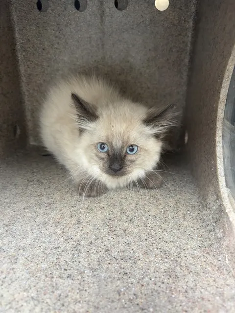 Adoptable Cat