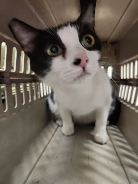 Adoptable Cat