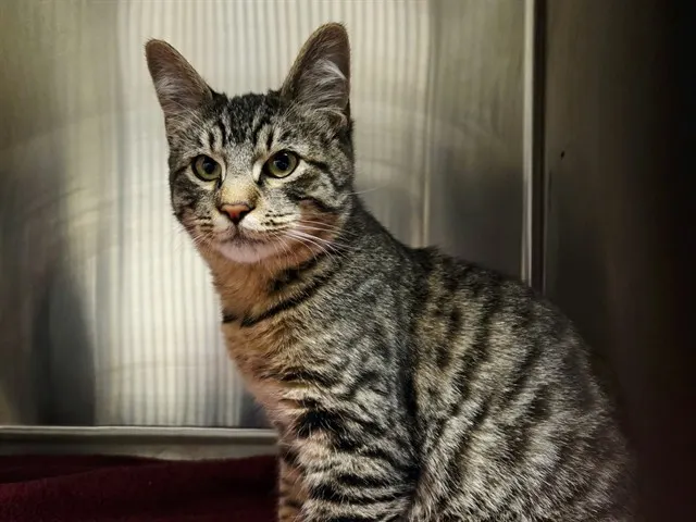 Adoptable Cat