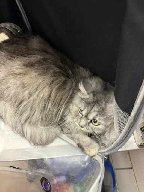Adoptable Cat
