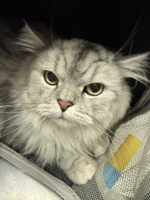 Adoptable Cat