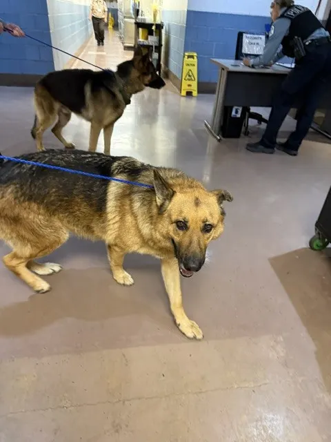 Adoptable Dog