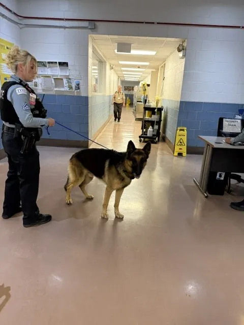 Adoptable Dog