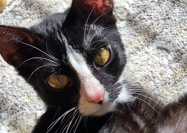 Jack