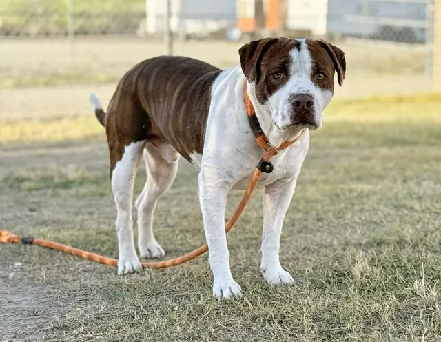 Juanito