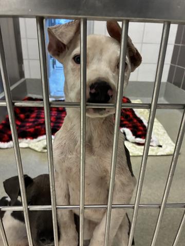 Adoptable pet
