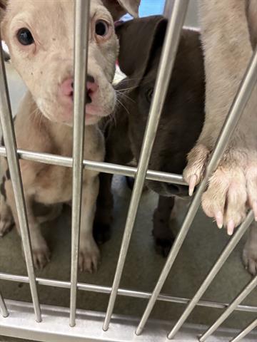 Adoptable pet