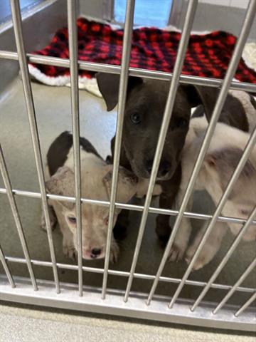 Adoptable pet