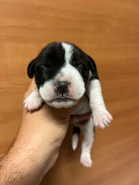 Jack