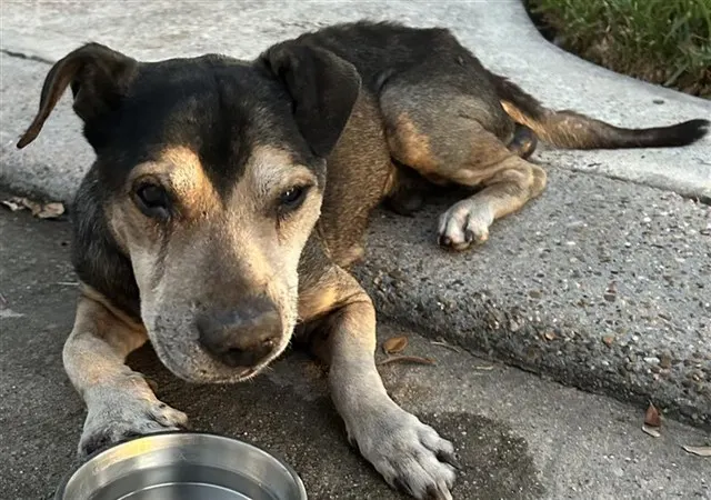 Adoptable Dog