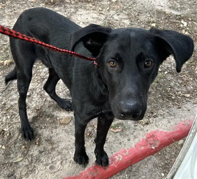 Adoptable Dog
