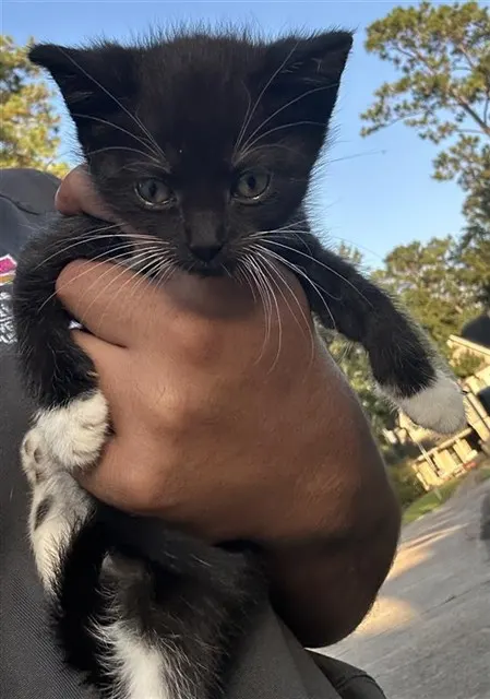 Adoptable Cat
