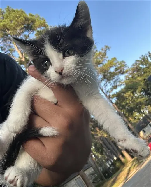 Adoptable Cat