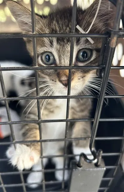 Adoptable Cat