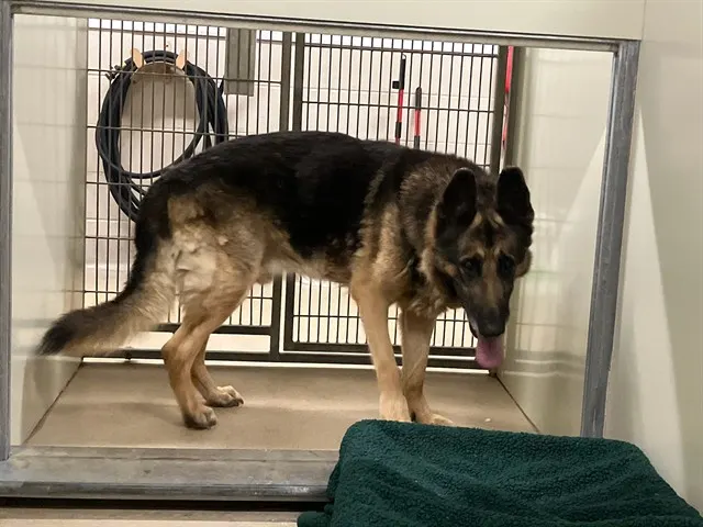 Adoptable Dog