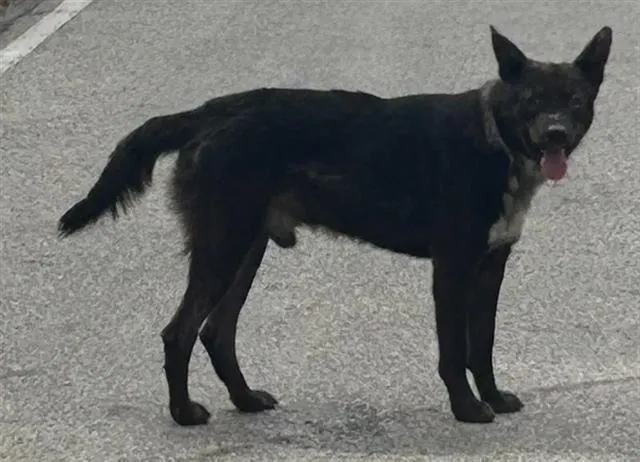 Adoptable Dog