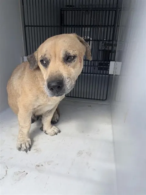 Adoptable Dog