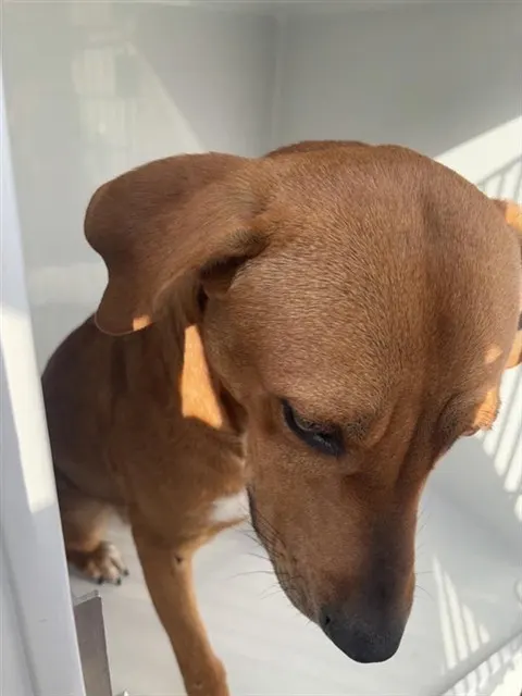 Adoptable Dog