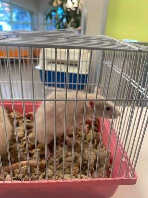 Nova