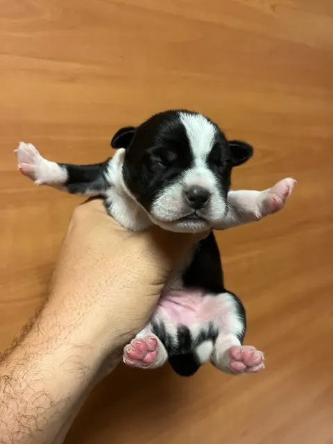 Jessie