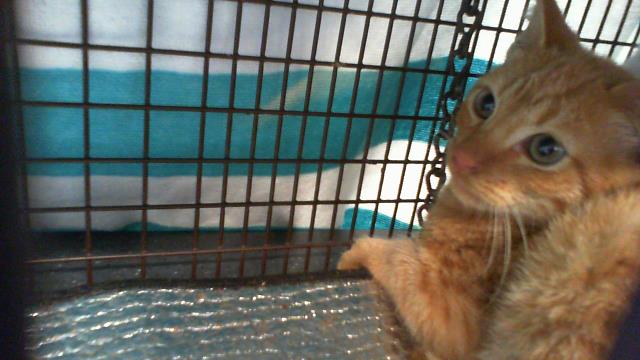 Adoptable Cat